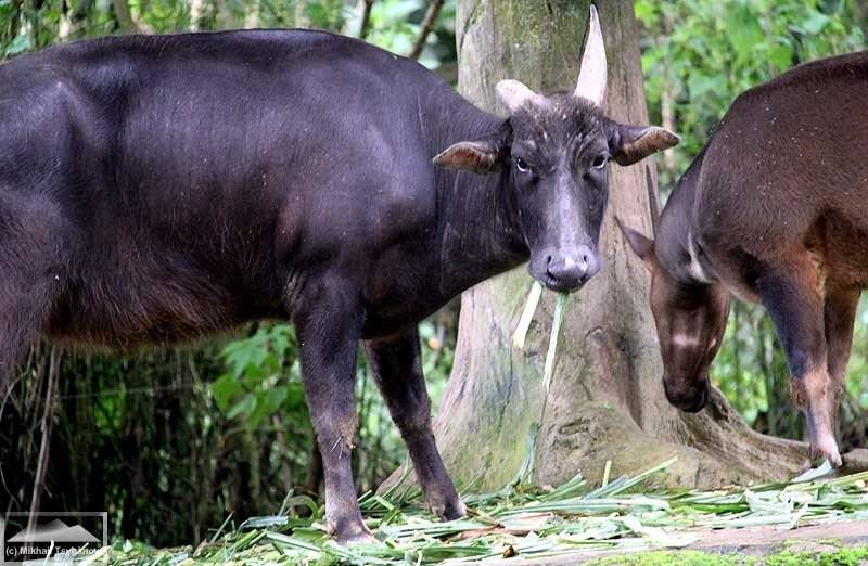 Карликовый буйвол (50 фото): маленький низкорослый с острова сулавеси
