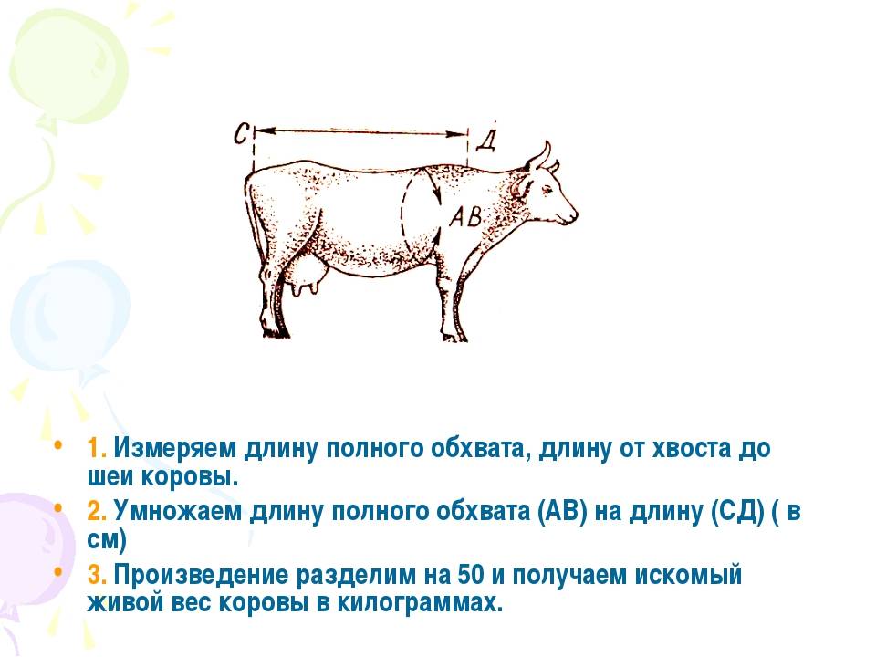 Как определить вес быка без весов: таблица