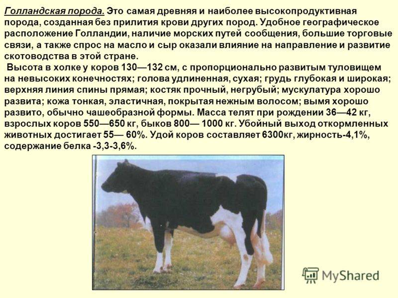 Черно-пестрые породы коров: характеристика и советы по содержанию