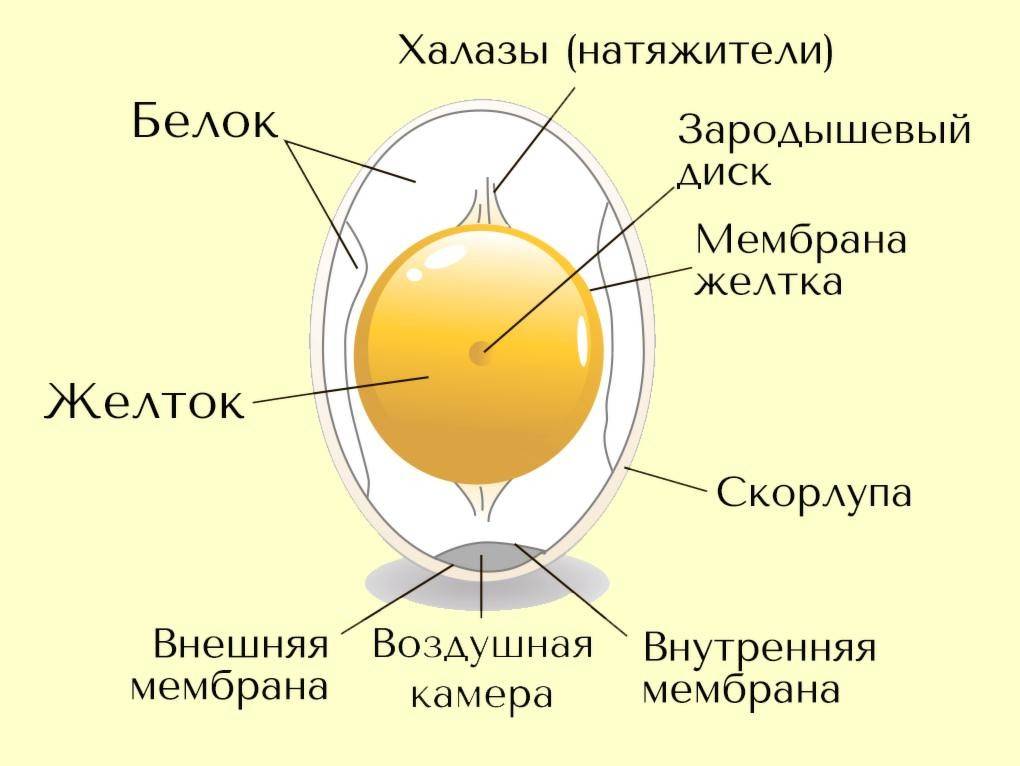 Яйцо с двумя желтками: есть или не есть  - умная