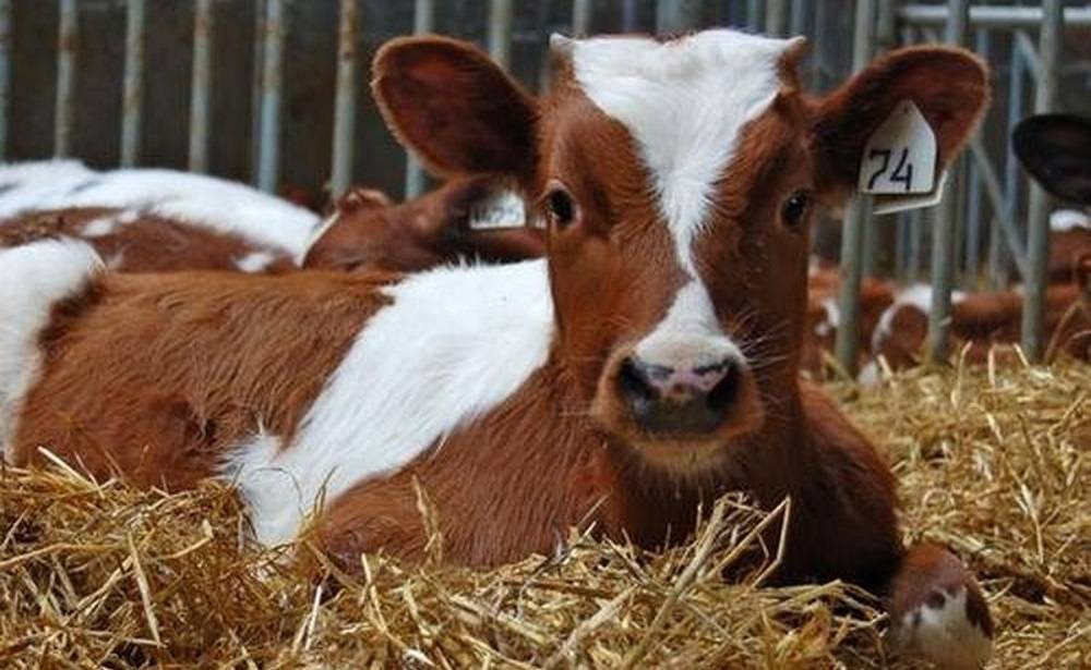 Подробности что изменит решение еэк, исключающее запрет на использование сырья лейкозных коров