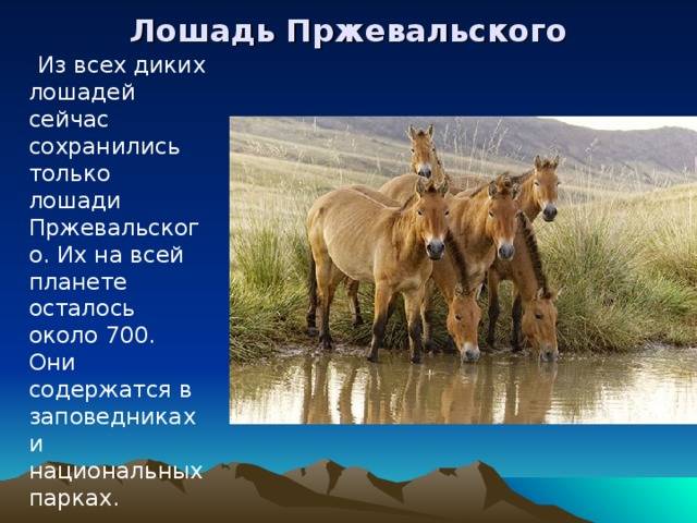 Дикая лошадь - история, места обитания, образ жизни и 75 фото диких пород лошадей