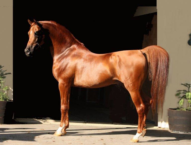 Арабская чистокровная порода лошадей. фото. описание. история происхождения.