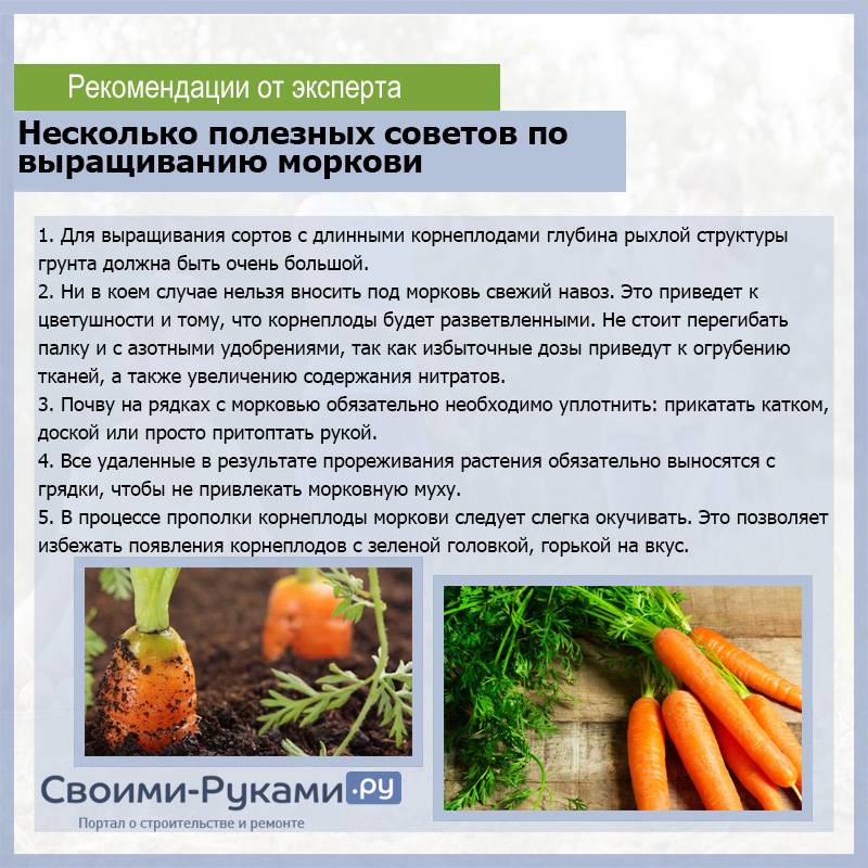 Подкормка моркови и свеклы