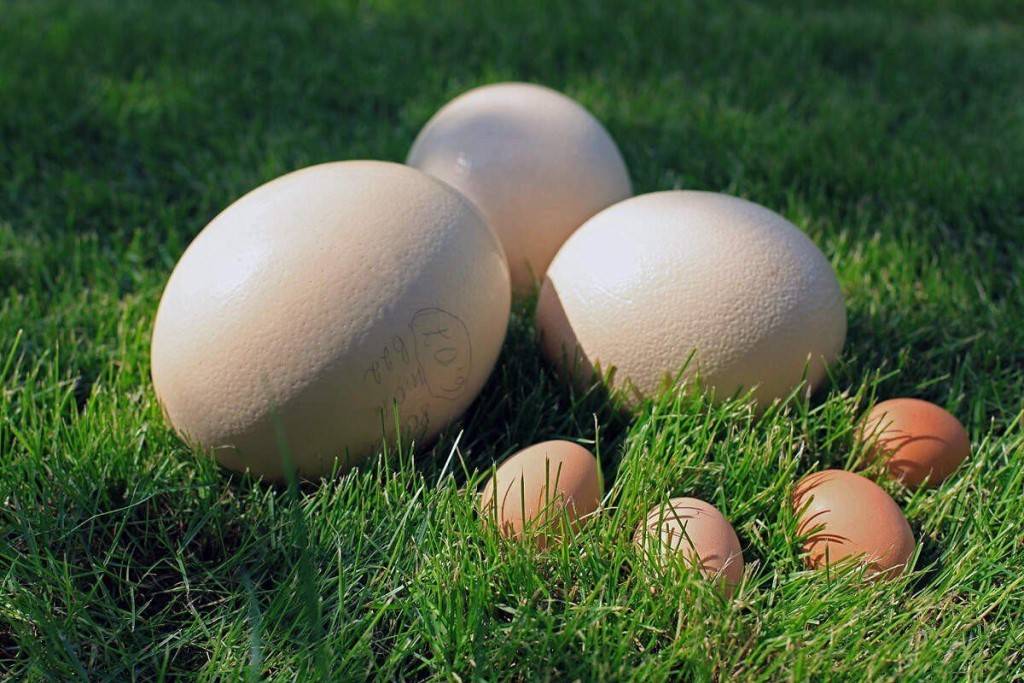 Как часто несутся страусы — условия спаривания и откладывания яиц