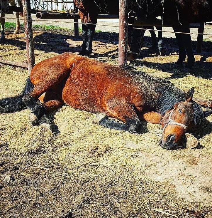 Как спят лошади: особенности отдыха и сна, интересные факты