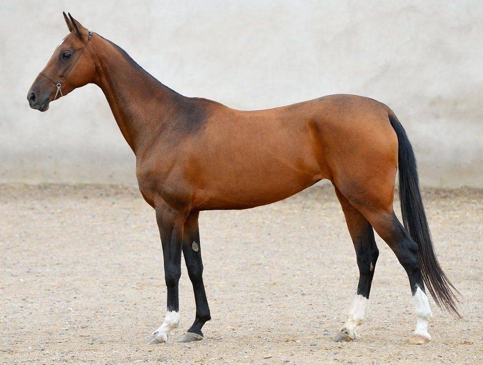 Серая лошадь: история, оттенки масти, знаменитые серые лошади