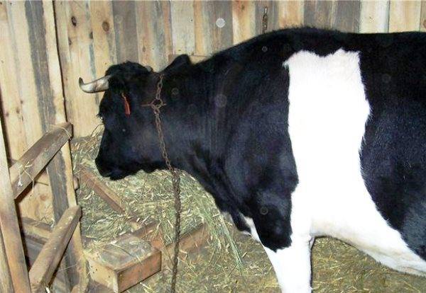 Рубец у коровы: причины заболеваний и методы лечения