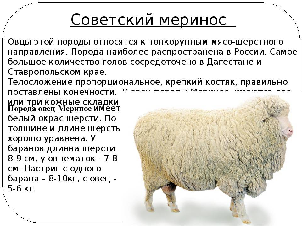 Порода овец меринос — описание, характеристика, условия содержания. | cельхозпортал