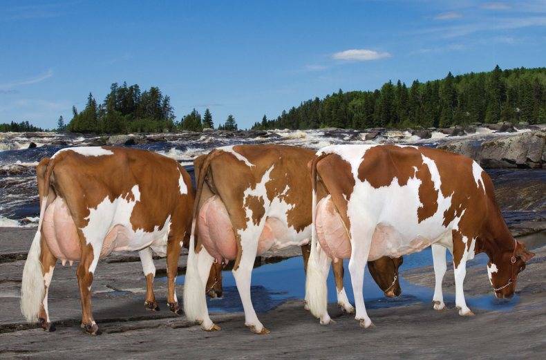 Айрширская порода коров: описание, уход и кормление