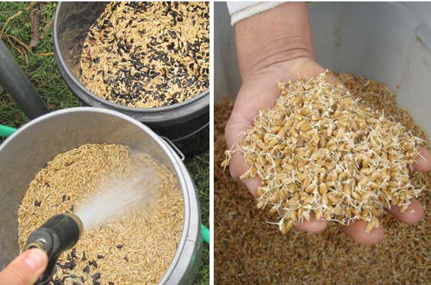 Пшеница для кур-несушек: польза и вред, как правильно давать