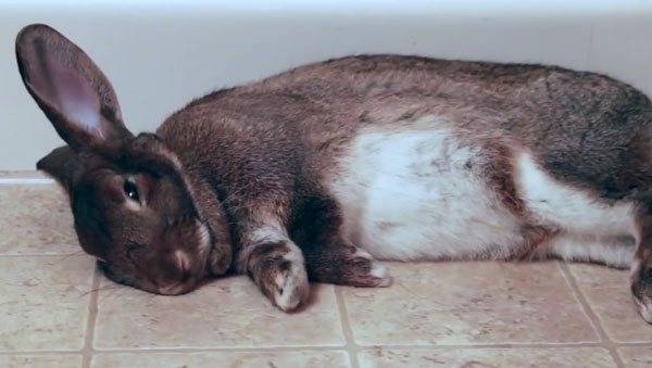 Как спят декоративные кролики: сколько, когда, с открытыми глазами или нет, спят ли кролики ночью