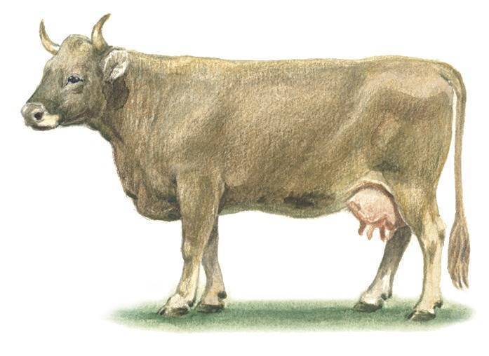 Корова швицкой породы: характеристика, описание, отзывы, плюсы и минусы