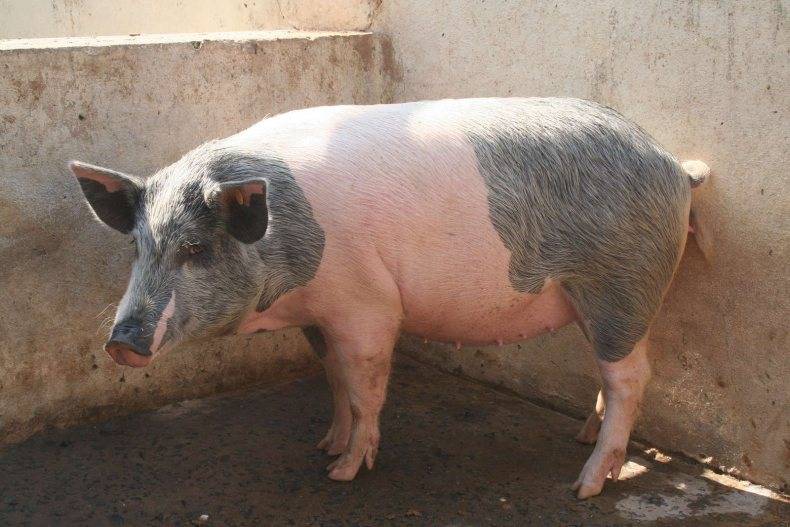 Пьетрен — порода свиней: характеристика, описание, фото