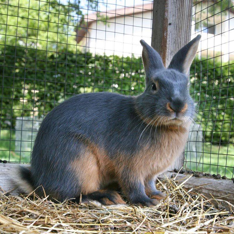 Венский голубой кролик — описание породы, характеристики, фото, видео, разведение