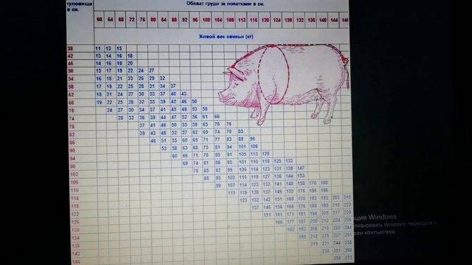 Таблица веса поросят и свиней по месяцам и неделям, сколько должны весить?