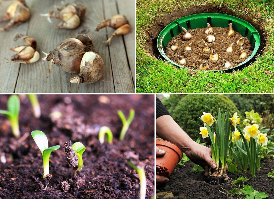 Какие луковичные посадить весной: топ-6 цветущих растений