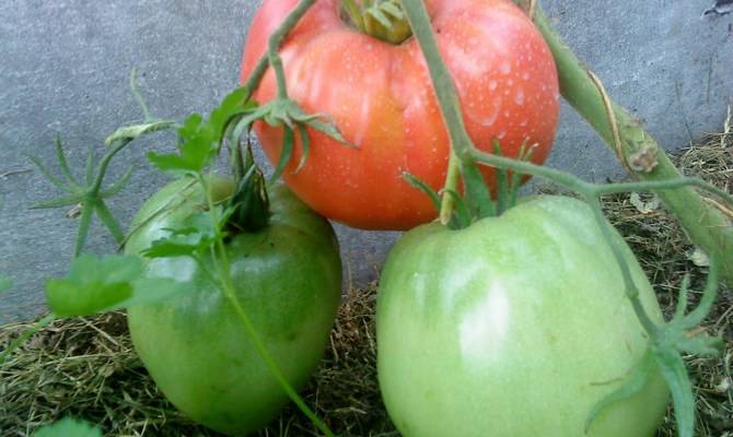 Батяня - томат: характеристика, описание сорта, урожайность, посадка и уход :: syl.ru