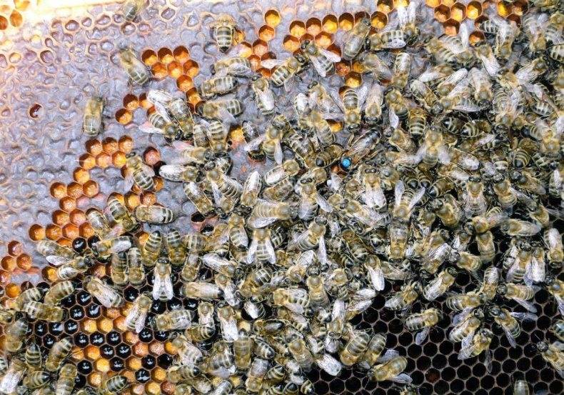Описание Серой Горной Кавказской породы пчел, отзывы пчеловодов