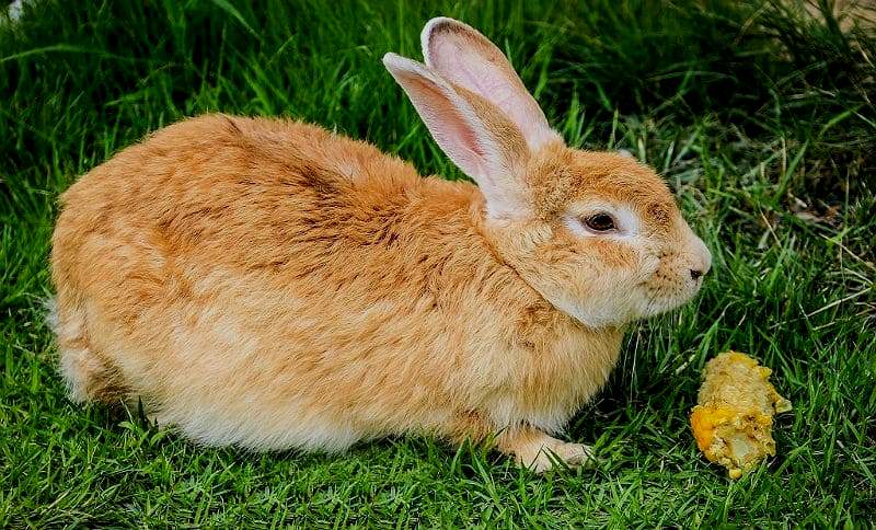 Кукуруза кроликам: роль злака в рационе, какие еще зерновые культуры можно давать