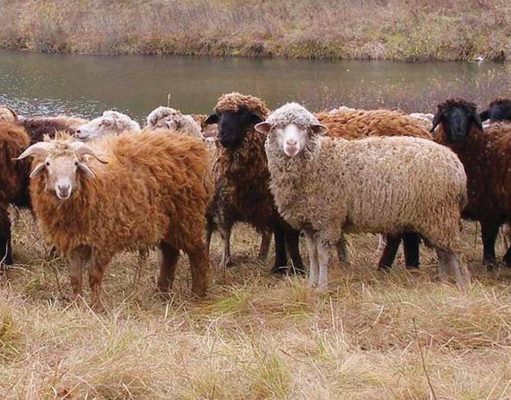 Эдильбаевская порода овец:описание, продуктивность, достоинства