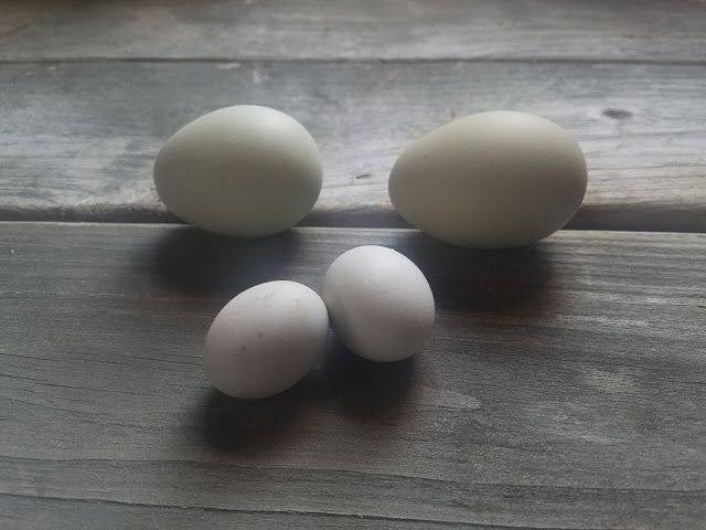 Почему куры несут мелкие яйца – как перепелиные, причина и что делать в домашних условиях