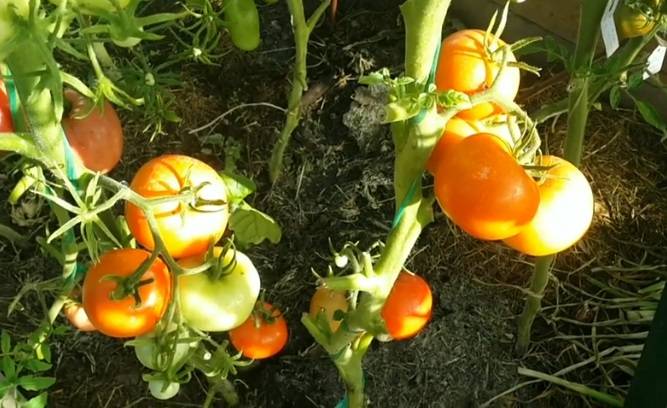 Характеристика и описание гибрида томатов «евпатор f1»