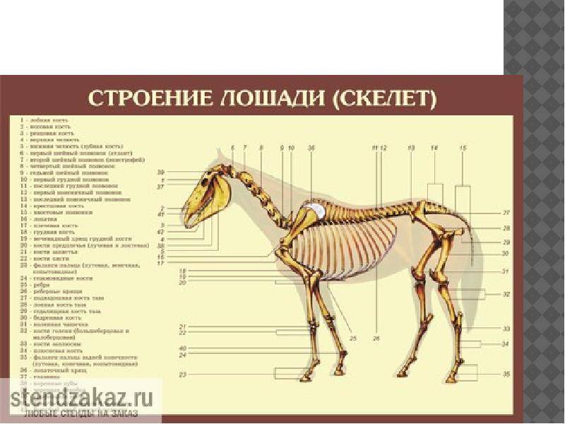 Анатомия лошади: строение скелета, черепа и морды, характеристика различных частей тела