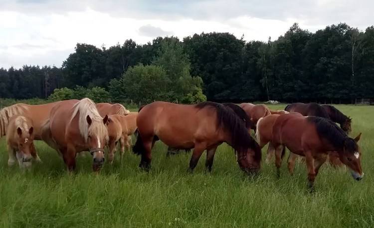 Готовый бизнес-план по коневодству: выгодно ли держать лошадей, как их разводить и с чего начать в деревне