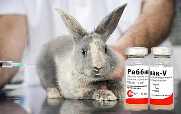 Раббивак v — инструкция по применению вакцины для кроликов