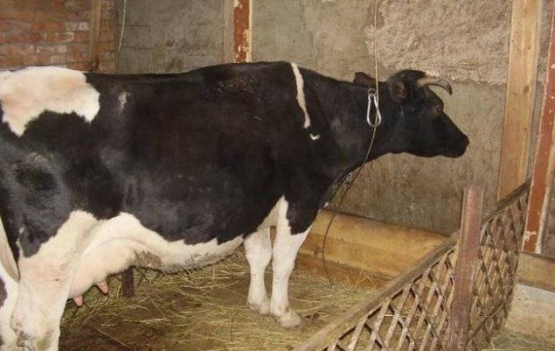 Сухостойный период у коров: продолжительность, состав рациона, особенности и нормы содержания