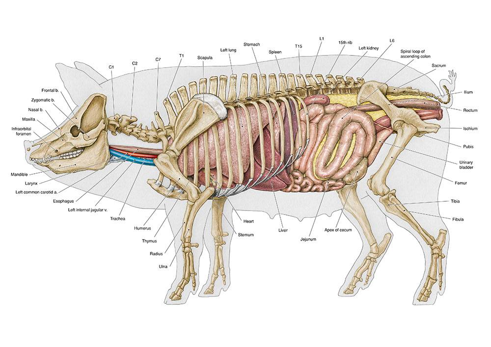 Анатомические особенности лошадей