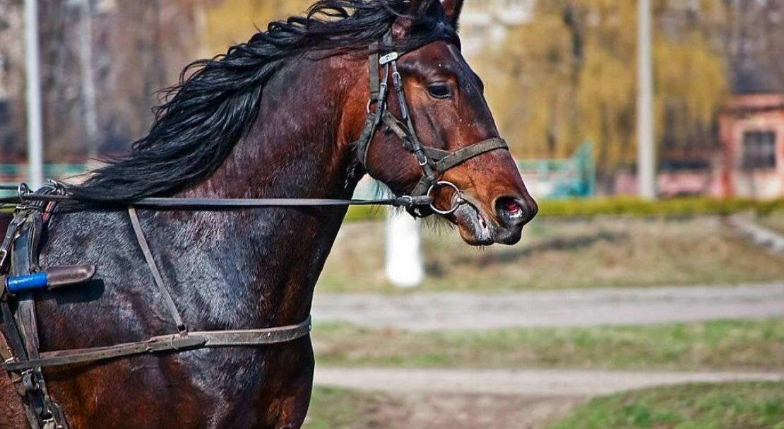 Русская рысистая и русская верховая – знакомство с красивыми спортивными лошадьми