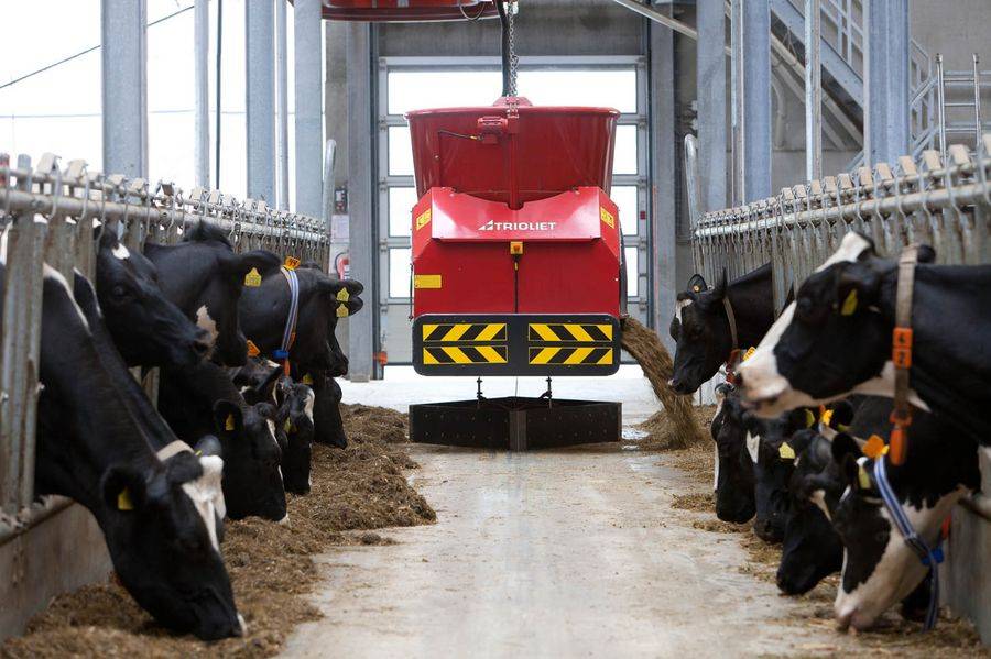 Автоматизация технологии кормления коров: как это работает?