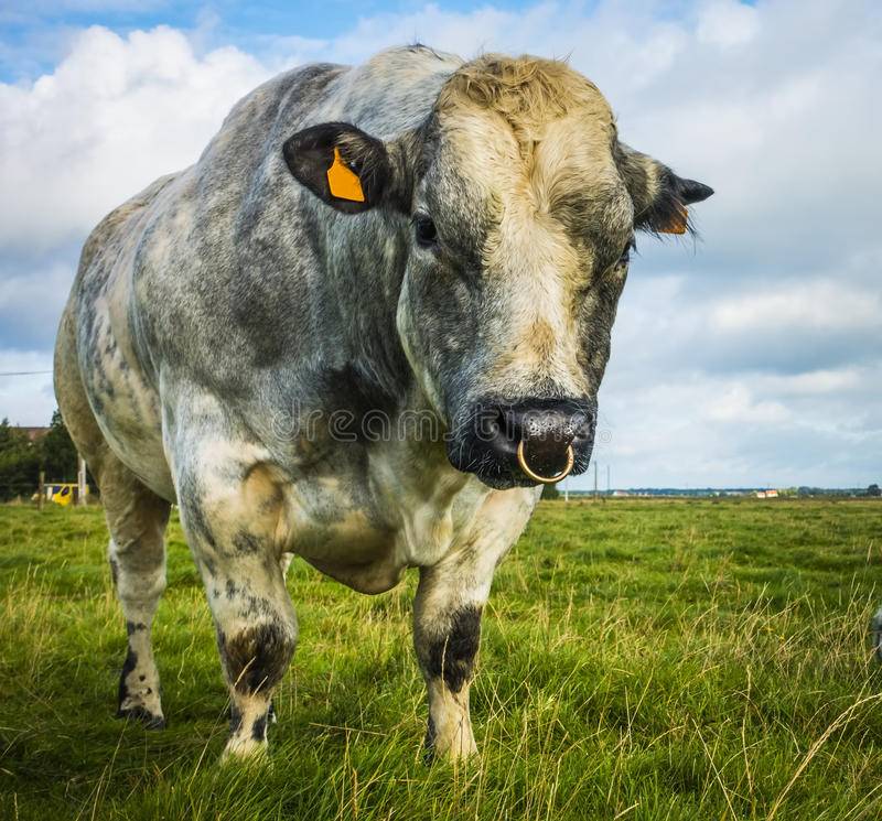 Бельгийская голубая корова — описываем досконально