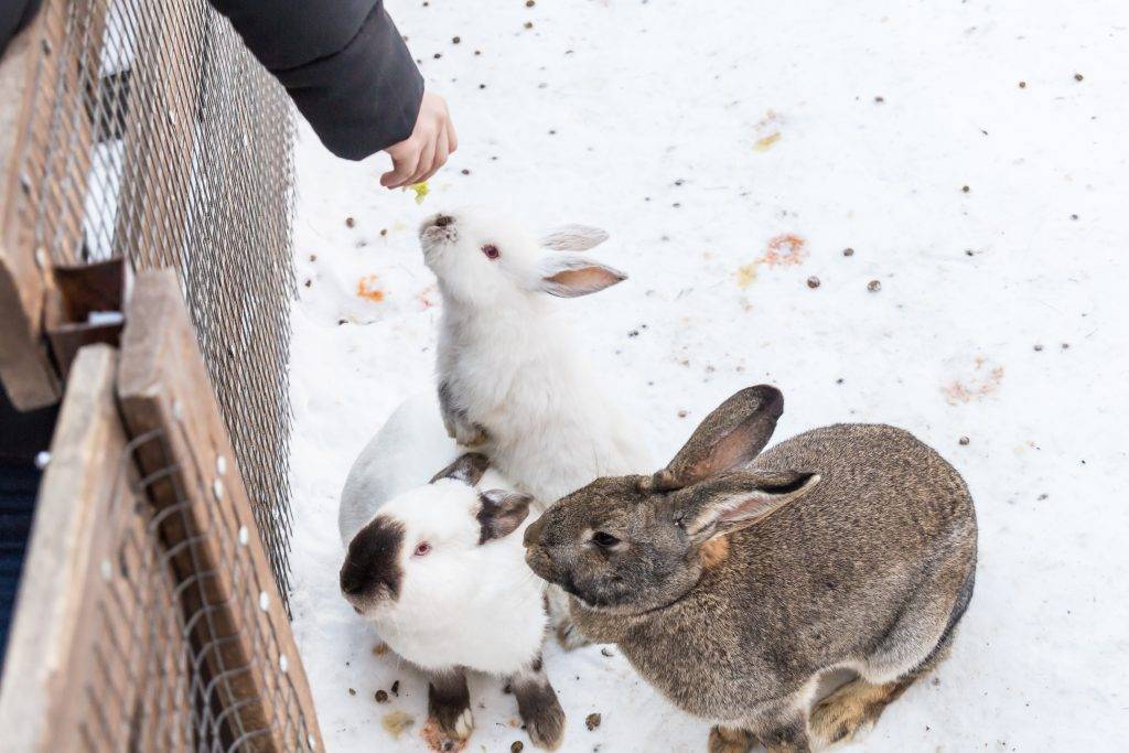 Кролики в теплице из поликарбоната. правильное содержание кроликов зимой на улице