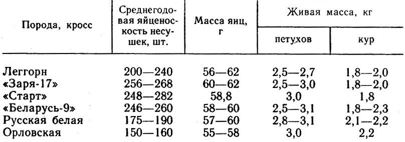 Самая высокопродуктивная и популярная порода в россии — куры леггорн