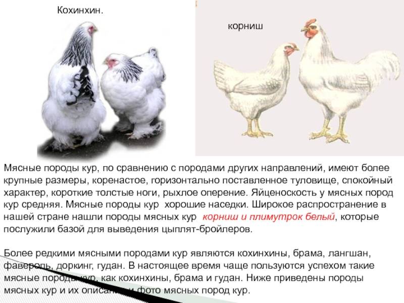 Петухи и курицы породы брама, их содержание, уход и разведение