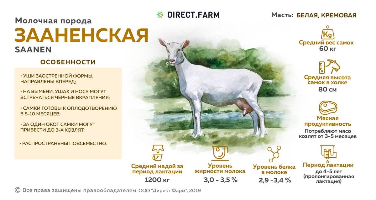 Дойные козы: какая порода дает много молока?