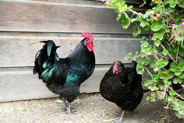 Порода кур московская черная: характеристики и описание куриц, фото, отзывы