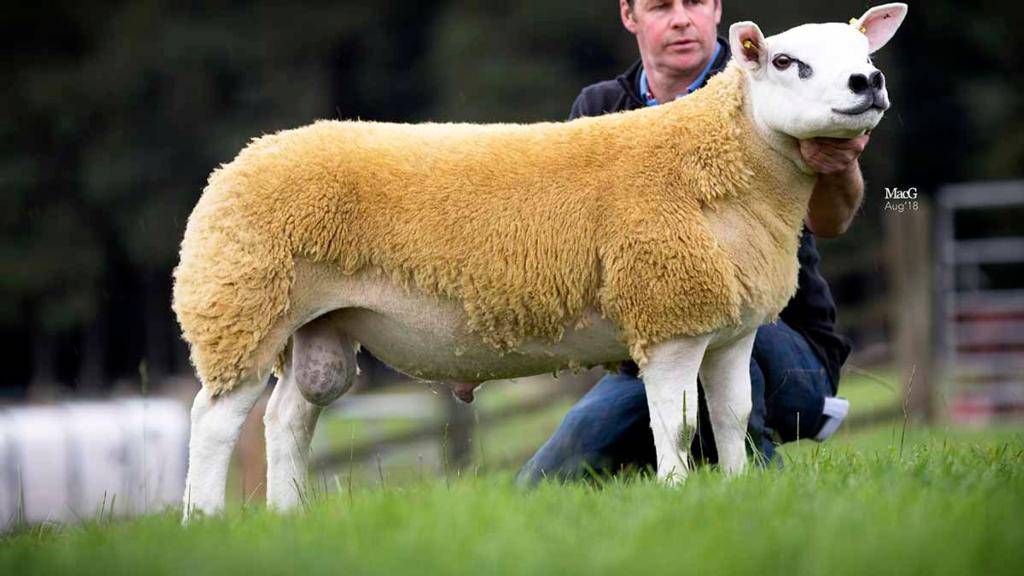 Достоинства, экстерьер и продуктивность овец породы Тексель