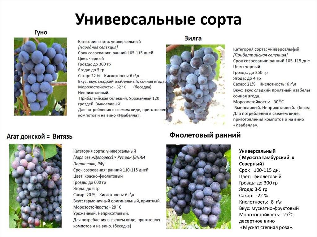 Лучшие сорта белого винограда: описание, особенности и характеристики