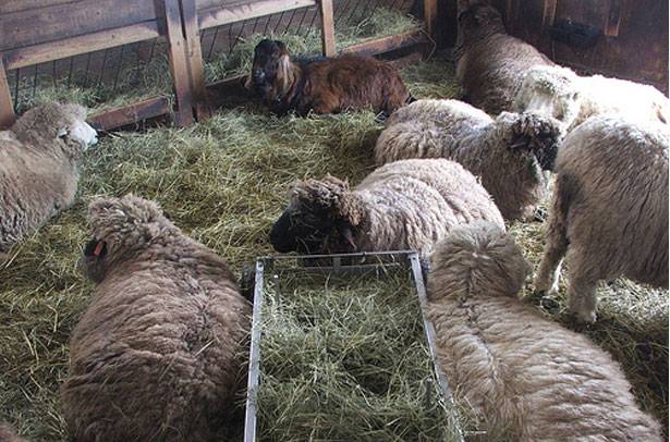 Кормление овец в домашних условиях: что едят, как кормить