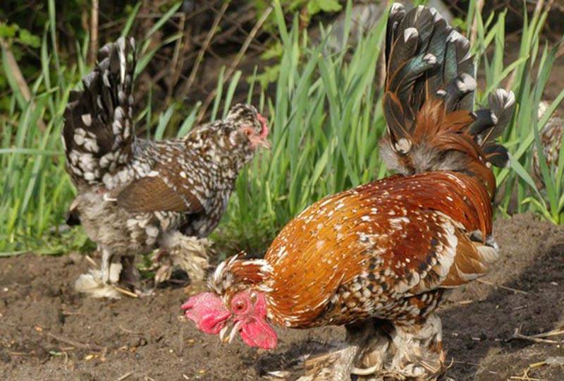 Описание породы стандартных и карликовых куриц виандот, особенности содержания
