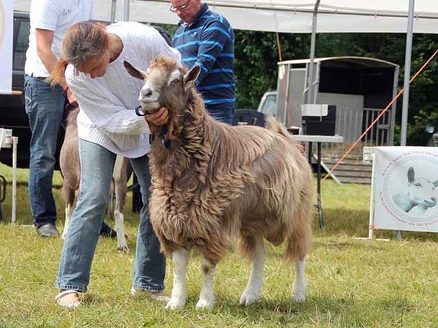 Тоггенбургская порода коз: разведение, кормление и уход