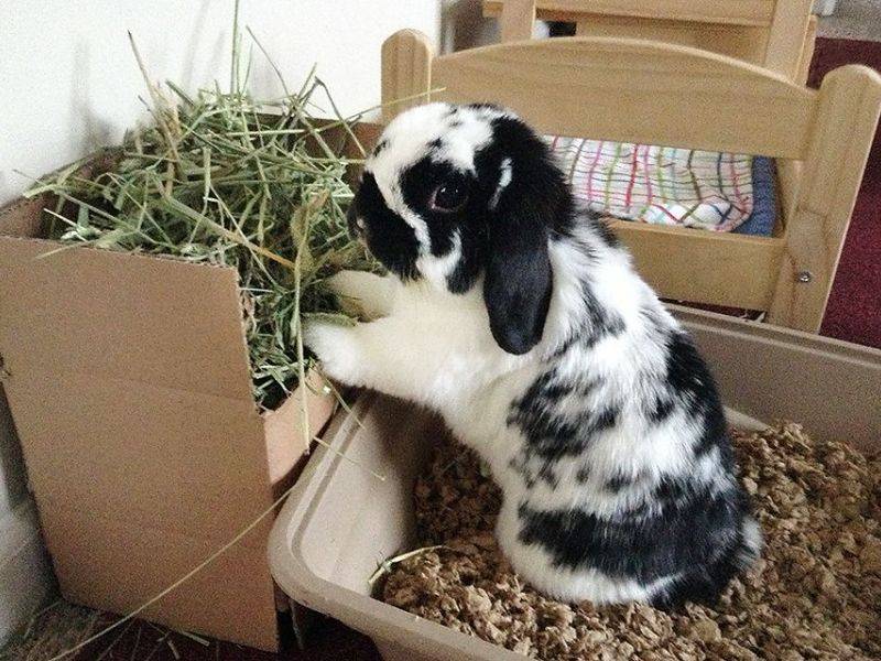 Приучение кролика к лотку
