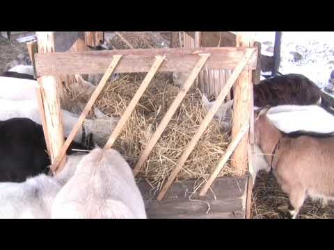 Кормушки для коз ? : варианты, способы применения и как сделать своими руками