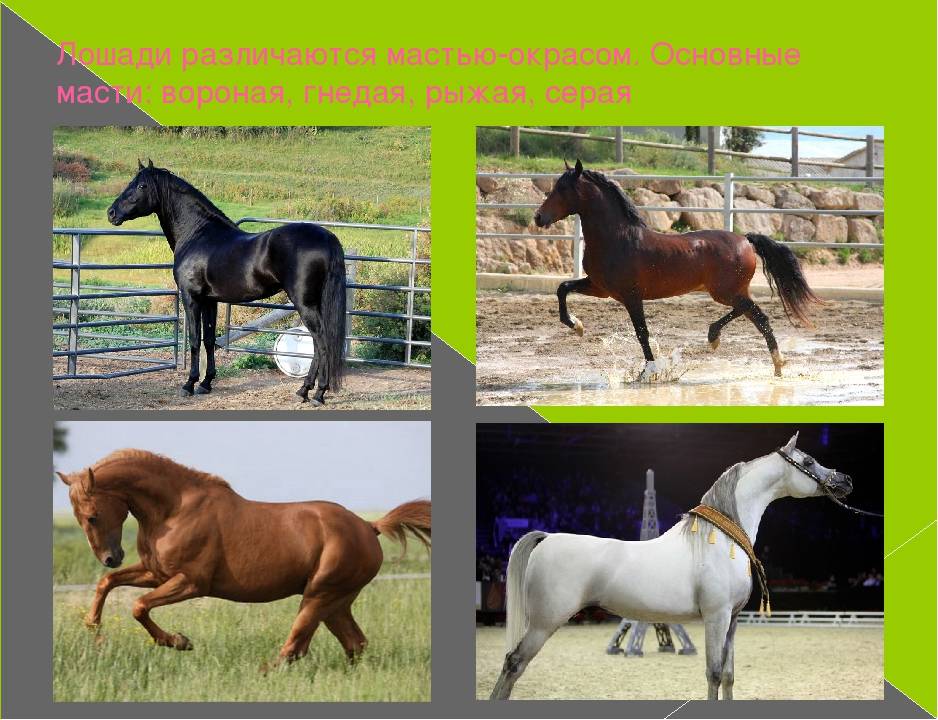 Чалые лошади: внешний вид, подмастки, характерные особенности, генотип, разведение