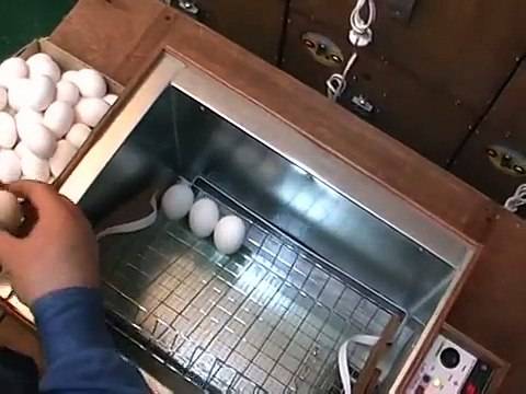 Инкубатор для яиц «блиц-48» автоматический: производитель, норма, инструкция по эксплуатации, видео