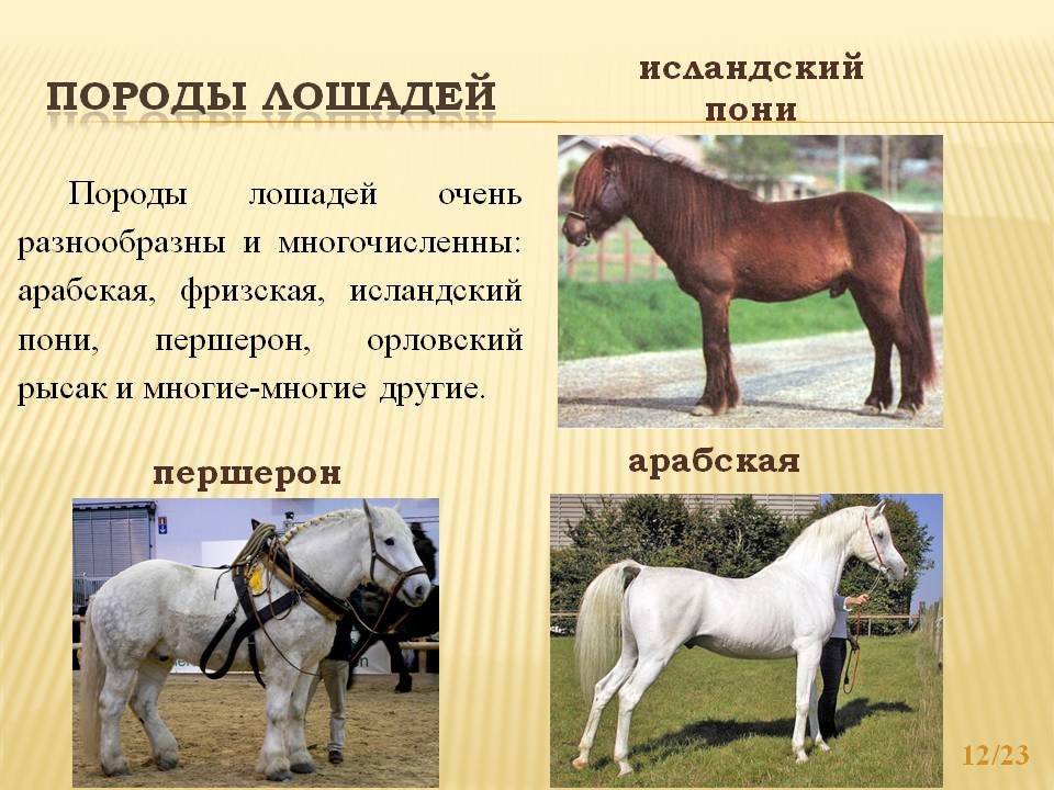 Породы лошадей: какие бывают?